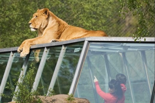 ZooSafari de Thoiry : Billet Coupe File - Thoiry (78)