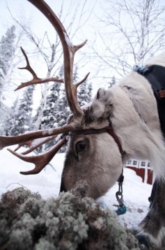 Moottorikelkkasafari porotilalle kahdelle