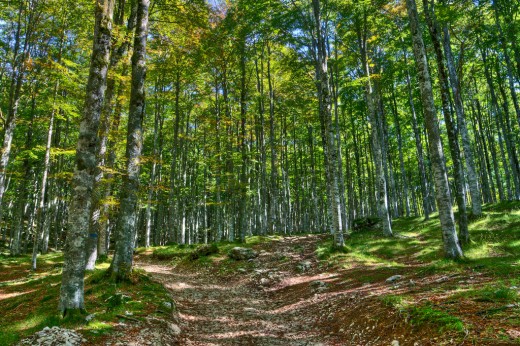 Passeggiata nella faggeta secolare (2 ore) & soggiorno 2 notti