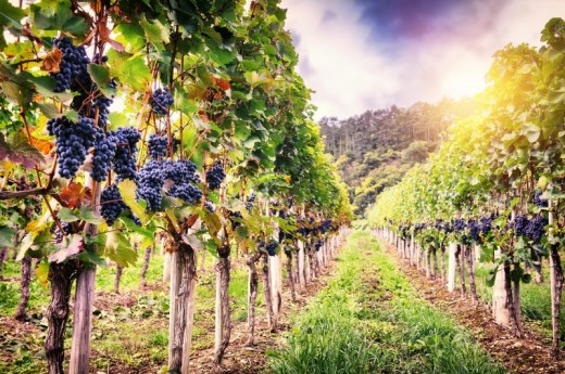 Romanian Wine Tasting Tour from Bucharest
