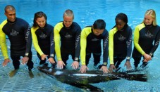Sea Lion Discovery