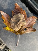 Esperienza tra Natura, Caccia al Tartufo e Degustazione di Vini: Tour Guidato di 3 Ore e Mezza