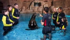 Sea Lion Discovery