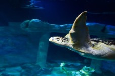 Passe Anual para SEA LIFE Porto (criança 3-12 anos)