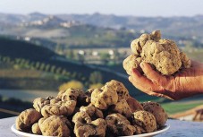 Truffle hunting experience in La Morra, Piedmont