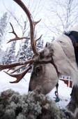 Moottorikelkkaretki husky- ja porofarmille