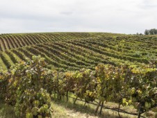 Sampling of Friulian wines with San Daniele prosciutto at the Russiz Villa
