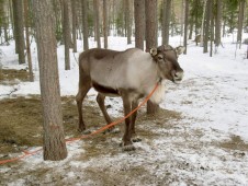 Moottorikelkkaretki husky- ja porofarmille