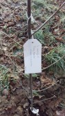 Plant a Tree Gift