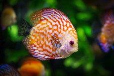Visite de l'Aquarium de Paris - Billet enfant - (3-12 ans)