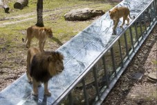 ZooSafari de Thoiry : Billet Coupe File - Thoiry (78)