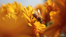 Adopt a Bee Gift