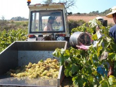 Visita a bodega con degustación y cata de vinos