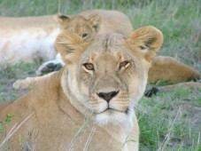3 päivän safari Keniassa