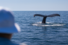 Dolphin and Whale Watching for Two in Ireland
