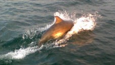 Sightseeing & Seal Watching Trip Sligo Bay