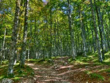 Passeggiata nella faggeta secolare (2 ore) & soggiorno 1 notte