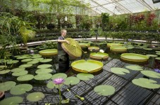 Kew Gardens Admission Ticket