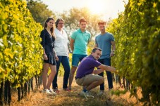 Private visit and tasting - 1 day - Chinon (37)