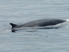 Whale Watching Genova Porto Antico