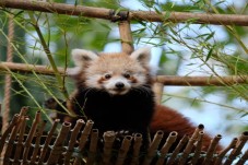 Battersea Zoo - Supervised Children's Tour