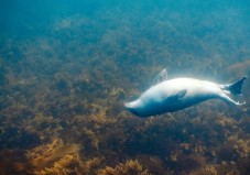 Wildlife Snorkelling Galway