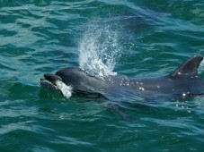 Rota dos Golfinhos em Sesimbra e Troia