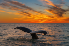 Dolphin and Whale Watching for Two in Ireland