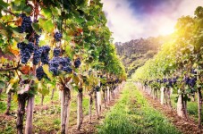 Romanian Wine Tour for Two from Bucharest