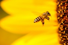Adopt a Bee Gift