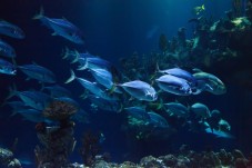 Visite de l'Aquarium de Paris - Billet enfant - (3-12 ans)