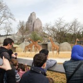 Visite du Parc Zoologique de Paris -2 Enfants- (3-12ans)
