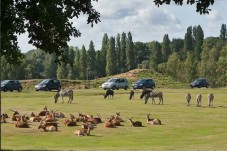 ZooSafari de Thoiry : Billet Coupe File - Thoiry (78)