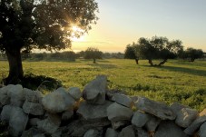 Fantastica Passeggiata In Carrozza In Puglia