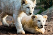 Billet pour Zoo d'Amnéville : entrée rapide - Moselle (57)