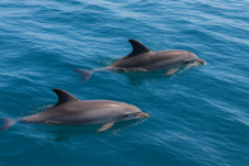 Dolphin and Whale Watching for Two in Ireland