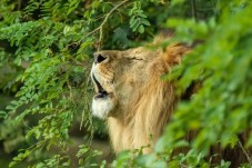 Visite du Bioparc - 2 Billets Enfant - (3-10ans)